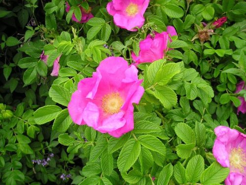  P9 WILD ROSE HONEY RUGOSA ROSE 40-60 CM.