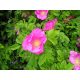  P9 WILD ROSE HONEY RUGOSA ROSE 40-60 CM.