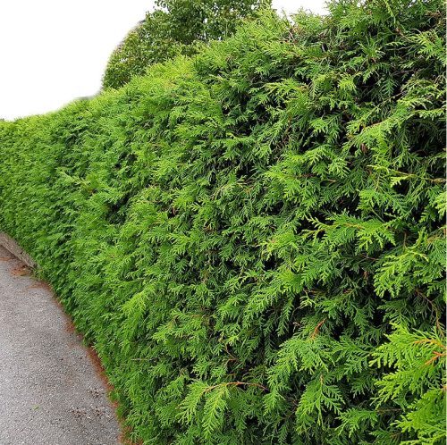  BRABANT-Thuja for hedges 80/100 cm, pack of 40