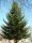  Douglas fir 50/80cm seedlings hedge 25 pcs