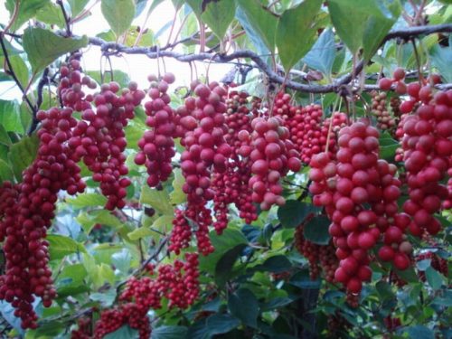  CHINESE Schisandra Sadova No1 Berries of Life 70cm C2