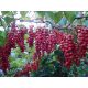  CHINESE Schisandra Sadova No1 Berries of Life 70cm C2