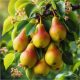  Patten pear seedlings with bare root, 110-130 cm