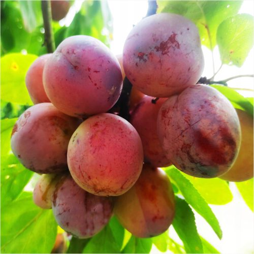  Queen Victoria plum trees, bare root seedling, 100-120 cm