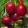  Summit cherries, bare-root seedling, 120-140 cm