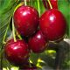  Summit cherries, bare-root seedling, 120-140 cm