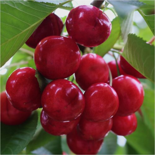  Lapins cherry, bare root seedling, 120-140 cm