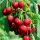  Sabina cherry, bare root seedling, 100-120 cm