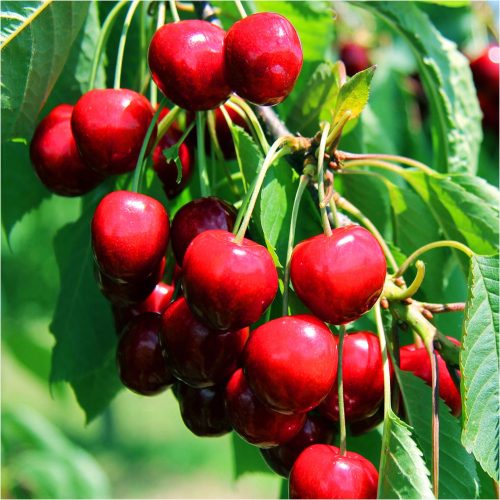  Sabina cherry, bare root seedling, 100-120 cm