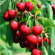  Sabina cherry, bare root seedling, 100-120 cm