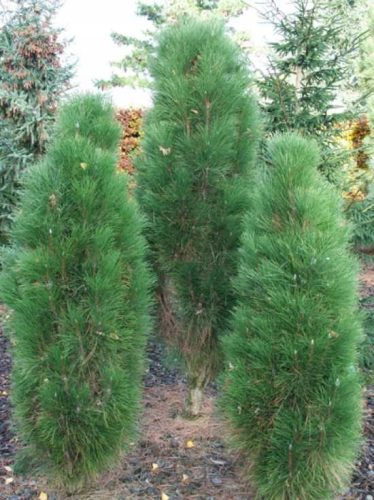  Black pine, green rocket, 20–40 cm, C2