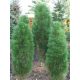  Black pine, green rocket, 20–40 cm, C2