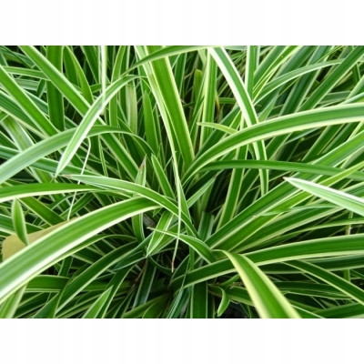  Palm-Segge Carex 'Variegata' EVERGREEN 1708