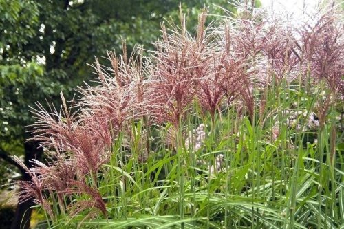  MISCANTHUS CHINESISCHER FLAMINGO 5ER PACK