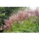  MISCANTHUS CHINESISCHER FLAMINGO 5ER PACK