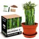  Frost-resistant bamboo cultivation kit – 20 °C