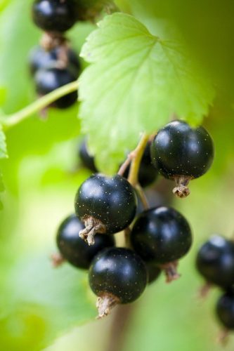  Titania currants, bare-root seedling, 100-120 cm