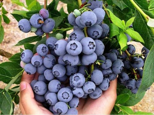  Blueberries and Duke blueberries, Bluecrop seedling in container up to 0.5 l, 40-50 cm