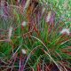  JAPANESE BURGUNDY HARE GRASS, PACK OF 5