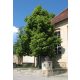  Small-leaved lime GREENSPIRE giant tree 180cm VERY MEDIUM PRODUCTIVE LINK