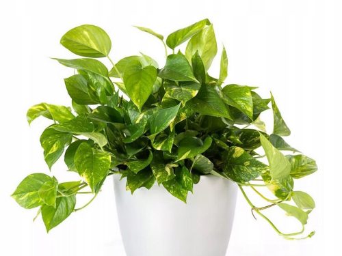  EPIPREMNUM AUREUM Houseplant Large Seedling P12