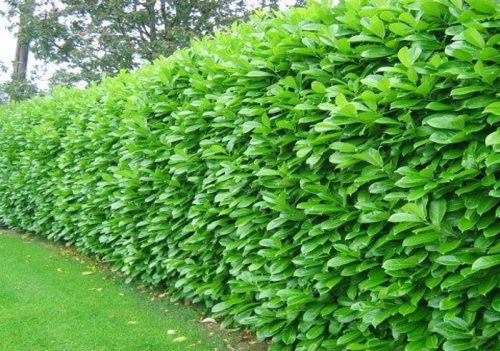  C5 EASTERN CHERRY LAUREL ROTUNDIFOLIA 120-140 CM