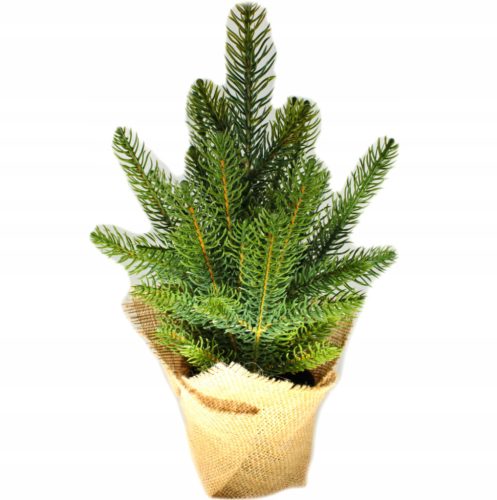  Christmas tree like a real spruce Conica PE 100% jute pot