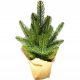  Christmas tree like a real spruce Conica PE 100% jute pot