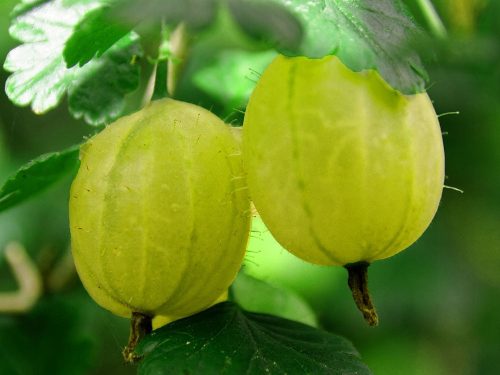  Gooseberry Invicta, bare-root seedling, 90-110 cm