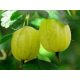  Gooseberry Invicta, bare-root seedling, 90-110 cm