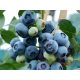  Blueberry and Chandler blueberry seedling in a 2-3 l container, 30-60 cm