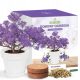  Paulownia Tree of Happiness Bonsai-Zuchtset