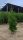  Thuja BRABANT Thuja Brabant 180-220 cm tree seedling FREE DELIVERY