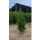  Thuja BRABANT Thuja Brabant 180-220 cm tree seedling FREE DELIVERY