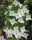  Dogwood seedlings in a 2-3 liter container, 100-120 cm