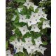  Dogwood seedlings in a 2-3 liter container, 100-120 cm