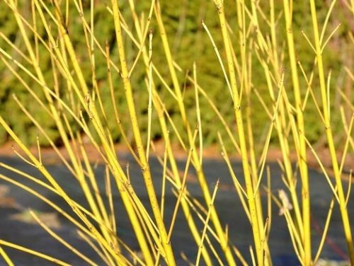  White dogwood seedling in 1-2l container, 80-100 cm