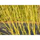  White dogwood seedling in 1-2l container, 80-100 cm