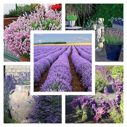  LAVENDER SEED COLLECTION Set of 5 packs