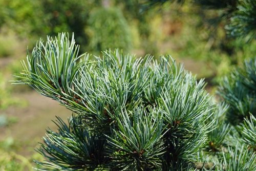  Small-leaved pine NEGISHI Pinus parviflora FROST-RESISTANT SEEDING 100 cm