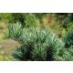  Small-leaved pine NEGISHI Pinus parviflora FROST-RESISTANT SEEDING 100 cm