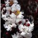  Lagerstroemia Black Diamond Pure White 30-50cm C2