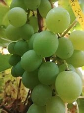  Grapevine, WHITE, SEEDLESS, 170-185 cm