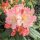  Percy Wieseman Salmon Rhododendron SEEDS