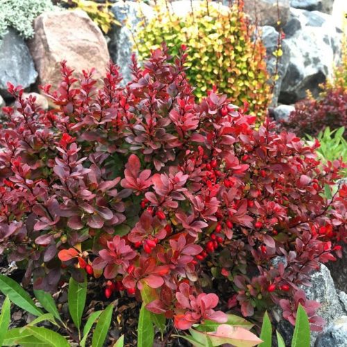  Barberry seedlings in a 1-2 l 10-20 cm container