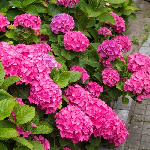  Blue, pink hydrangeas, seedlings in 3-5l containers, 20-35 cm