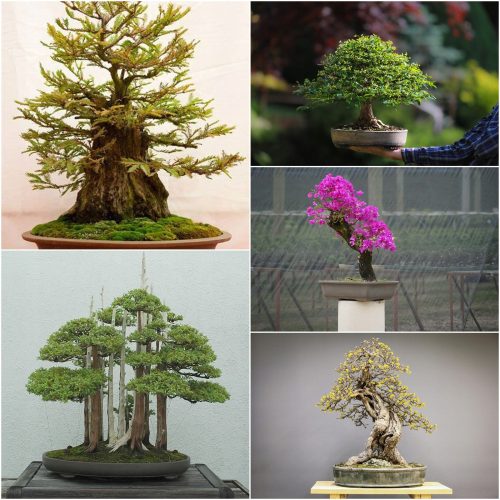  BONSAI SEED COLLECTION No. 8 Set of 4 packs