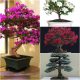  BONSAI COLLECTION No. 4 Set with 4 packages