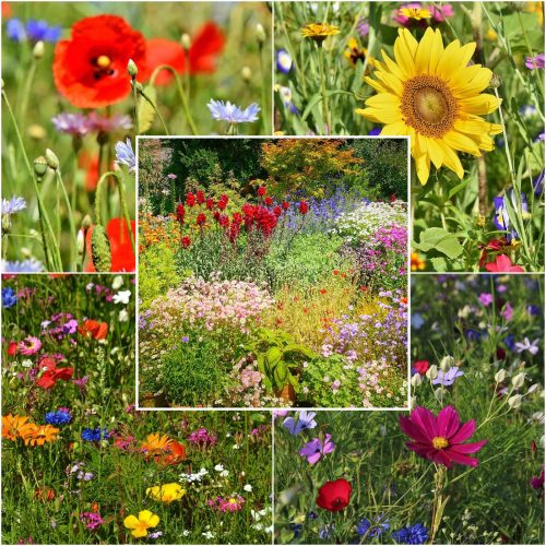  MIXTURE OF Wildflowers FLOWER MEADOW 500g