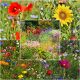  MIXTURE OF Wildflowers FLOWER MEADOW 250g